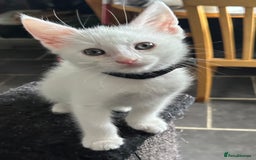 Turkish Angora cats for sale: Turkish angora  - Image 2