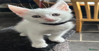 Turkish Angora cats - Advert 13