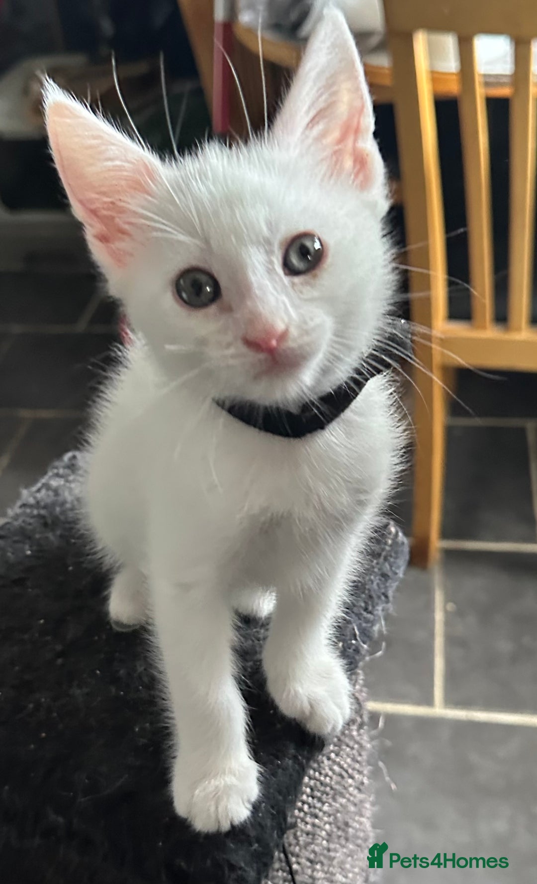 Turkish Angora cats for sale: Turkish angora  - Image 2