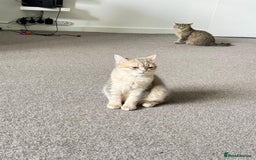 British Shorthair cats for sale: BSH beautiful kittens for sale  in Wigston - Image 11