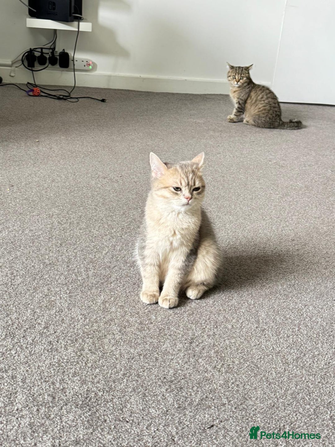 British Shorthair cats for sale: BSH beautiful kittens for sale  in Wigston - Image 11