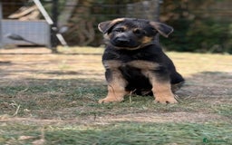 German Shepherd dogs for sale: German shepherd puppies for sale - Image 4