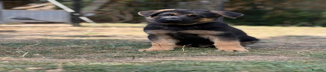 German Shepherd Puppy 4