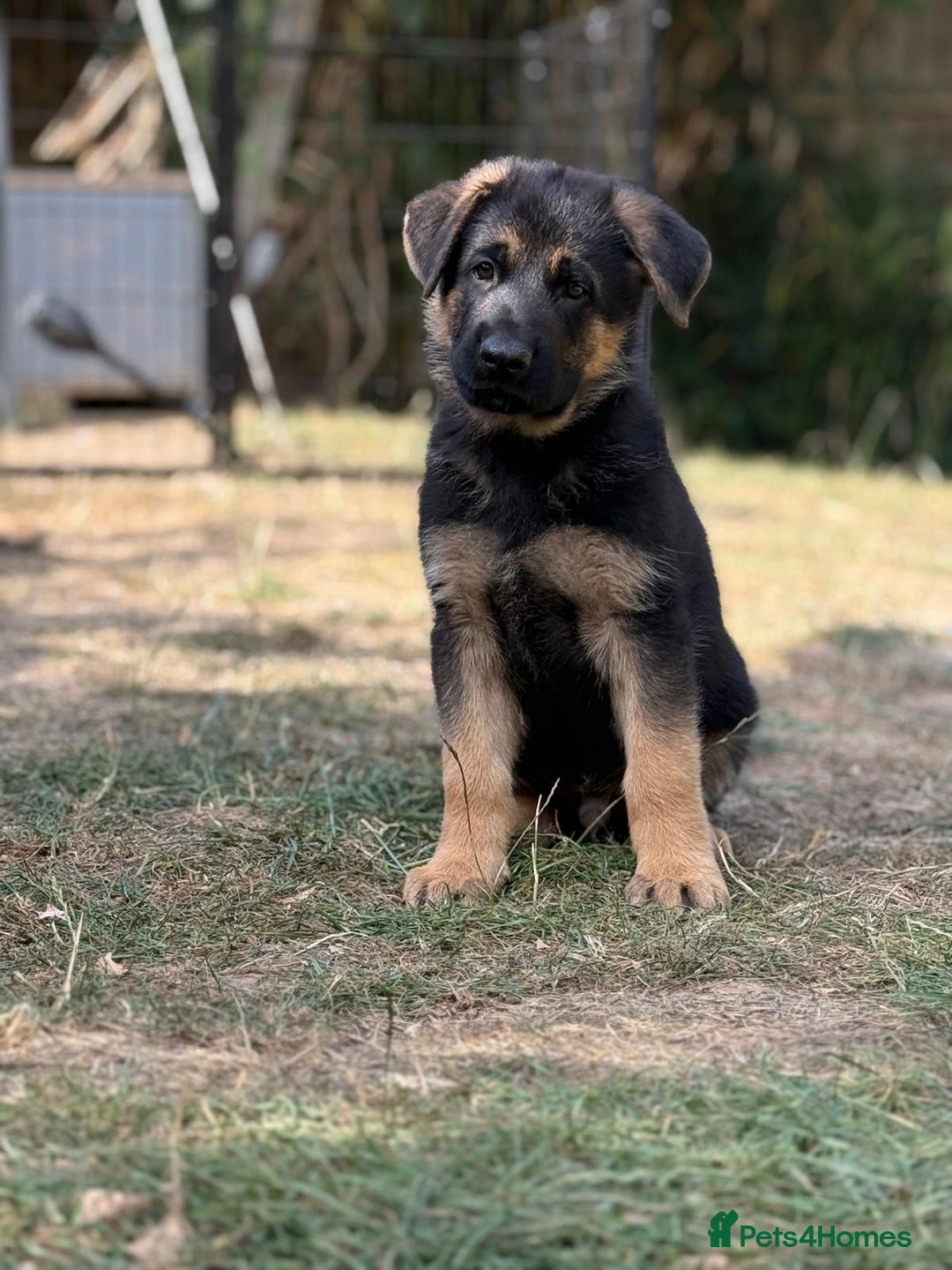 German Shepherd dogs for sale: German shepherd puppies for sale - Image 4