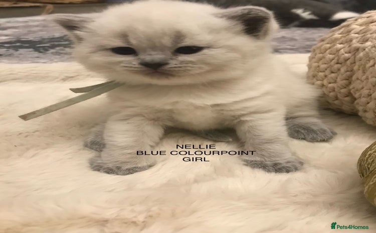 British Shorthair cats - Advert 1