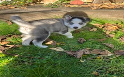 Mixed Breed dogs for sale: MIRO❤️ - Image 4