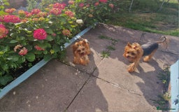 Yorkshire Terrier dogs for sale: Adult York Terrier for sale  - Image 1