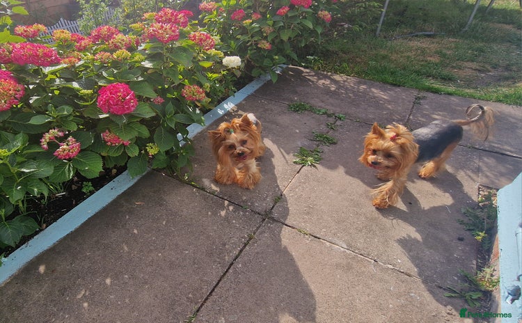 Yorkshire Terrier dogs - Advert 4