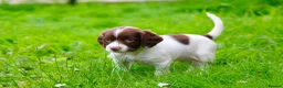 English Springer Spaniel dogs for sale: Working Line Liver And White Springer Spaniels - Advert 16