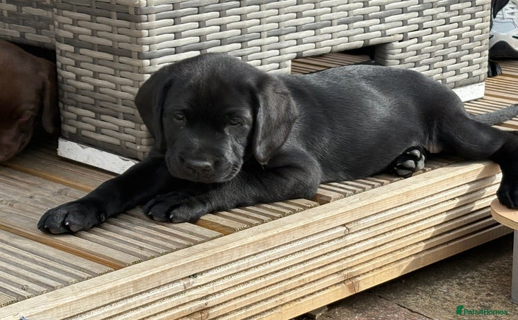 Labrador Retriever dogs - Advert 4