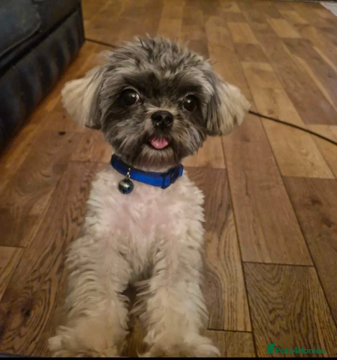 Mixed Breed dogs for stud: **VERY SMALL PROVEN MALSHI STUD DOG** - Advert 1