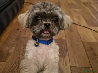 Mixed Breed dogs **VERY SMALL PROVEN MALSHI STUD DOG** - Advert 11