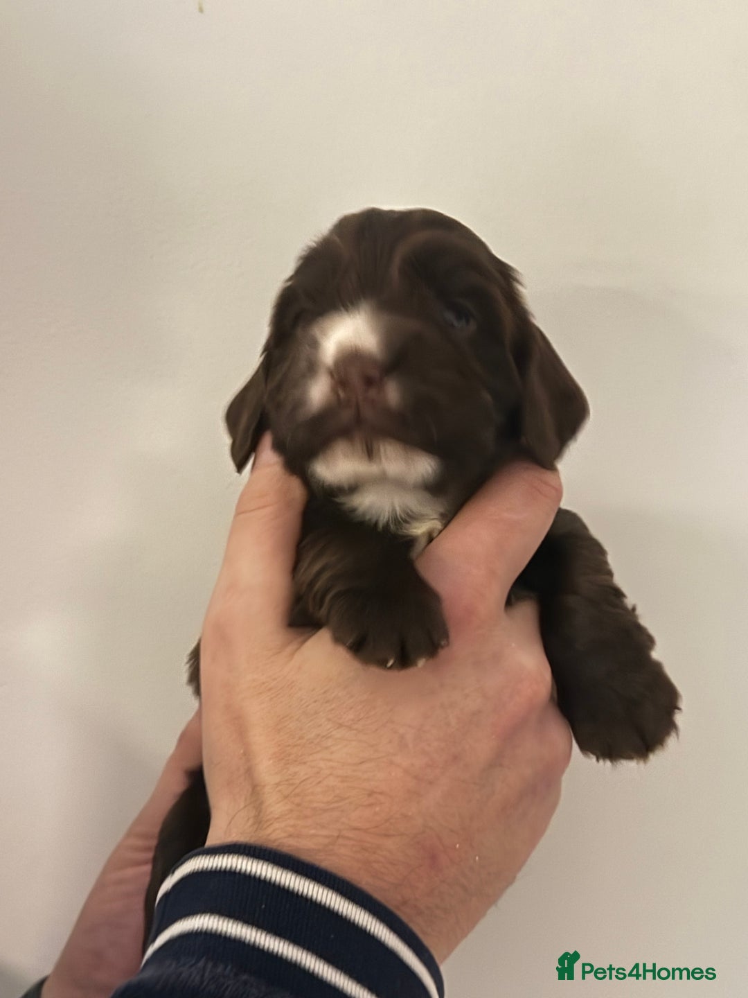 Cocker Spaniel dogs for sale: Exceptional Cocker Spaniel Puppies  - Advert 12