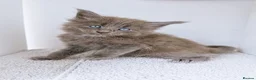 Maine Coon cats for sale: Blue maine coon kittens -DNA health tested parents - Advert 31
