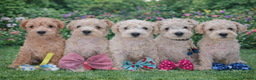 Mixed Breed dogs for sale: ✨ Exceptional Toy Schnoodle Puppies Available ✨ - Advert 3