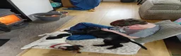 Cocker Spaniel dogs for sale: Beautiful 8 month old cocker spaniel girl  - Advert 4