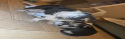Chorkie dogs for sale:  **  Chorkie puppies in Towcester - Advert 11