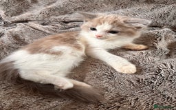 Ragdoll cats for sale: 1 female and 1 male ragdoll kittens for sale - Image 4