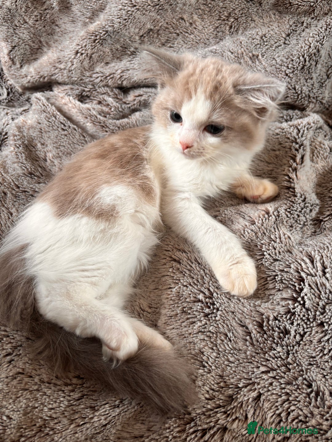Ragdoll cats for sale: 1 female and 1 male ragdoll kittens for sale - Image 4