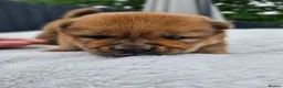 Chow Chow dogs for sale: Show stopping DWKC chow chow pups - Advert 18