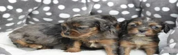 Cavapoo dogs for sale: Health Tested Cavapoo Puppies  - Advert 29