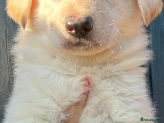 German Shepherd dogs German Shepherd puppies - Advert 1