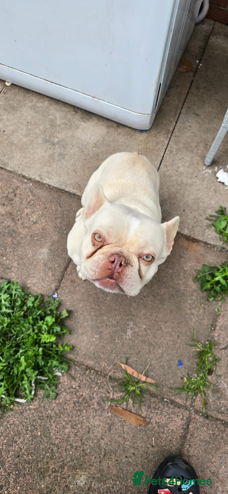 French Bulldog dogs Dwkc 4 year old male french bulldog - Advert 1