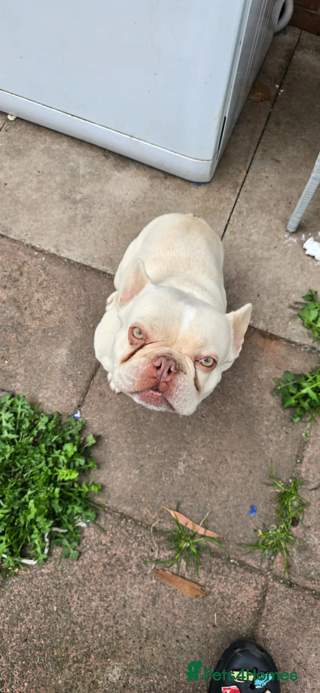 French Bulldog dogs for sale: Dwkc 4 year old male french bulldog in Leicester - Advert 1