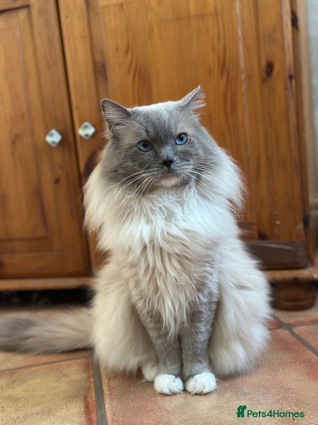 Ragdoll cats for stud: Gccf active chocolate carrier for stud  - Image 2
