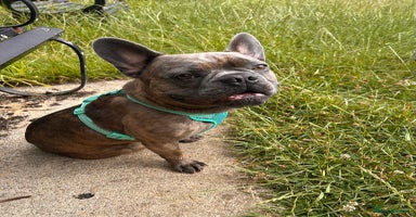 French Bulldog dogs - Advert 9