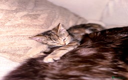 Mixed Breed cats for sale: Pretty little girls  - Image 7