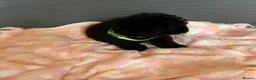 Toy Poodle dogs for sale: TOY POODLE GIRLS AND BOYS READ NOW  - Advert 17