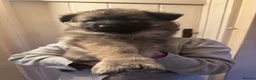 German Shepherd dogs for sale: Long haired German Shepard puppies  - Advert 5