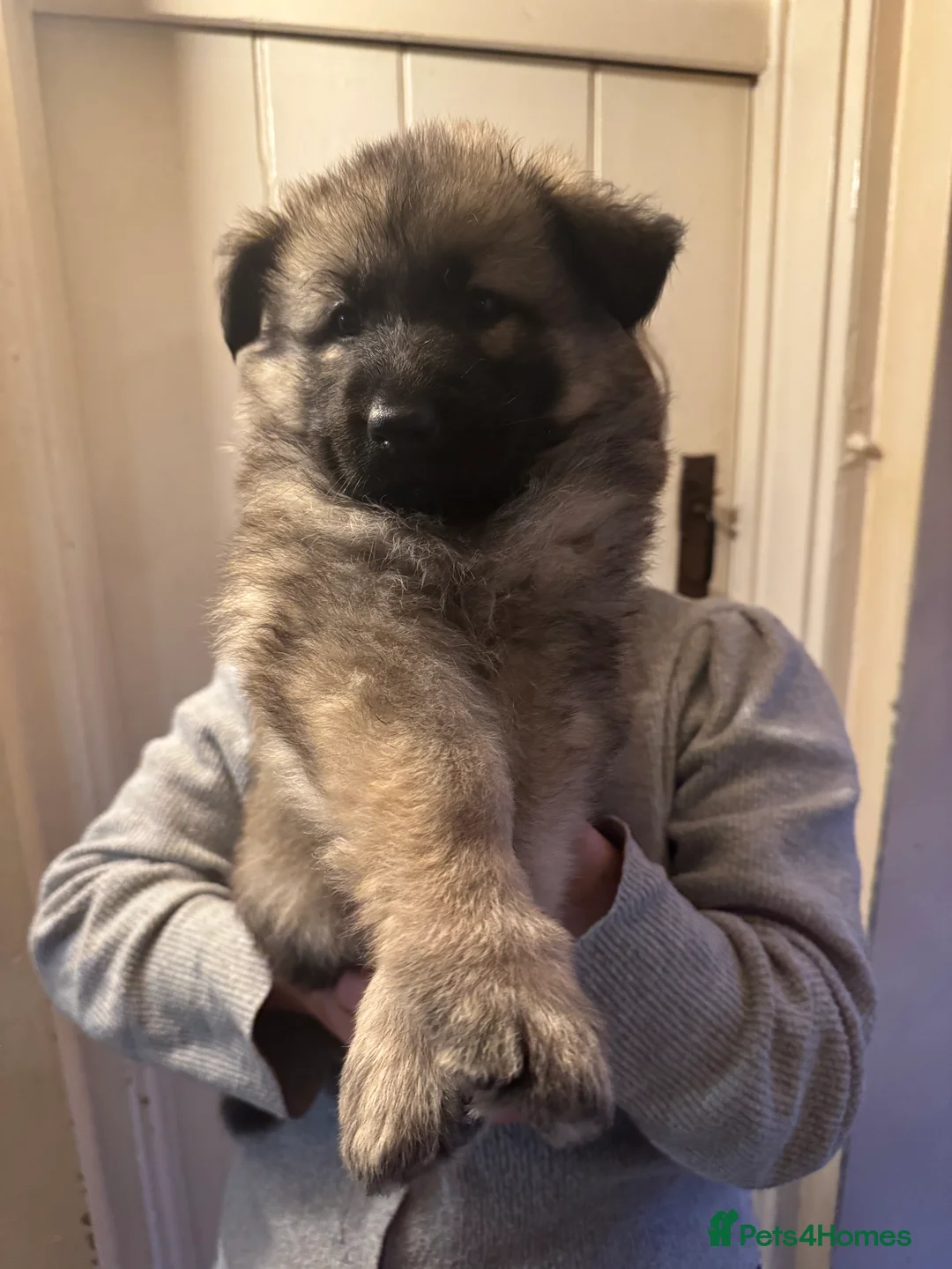 German Shepherd dogs for sale: Long haired German Shepard puppies  - Advert 5