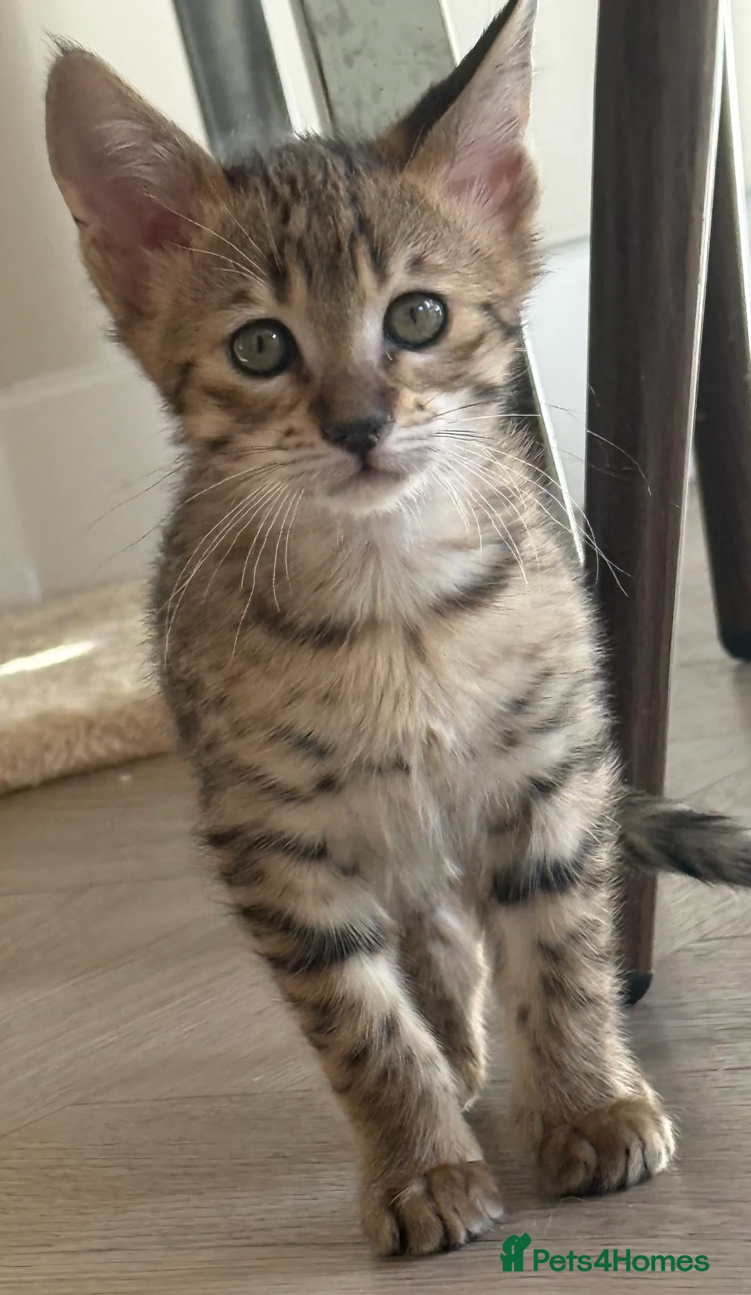 Savannah cats for sale: TICA F3 Savannah Kittens - Luxe Cat co. in Blackpool - Advert 18