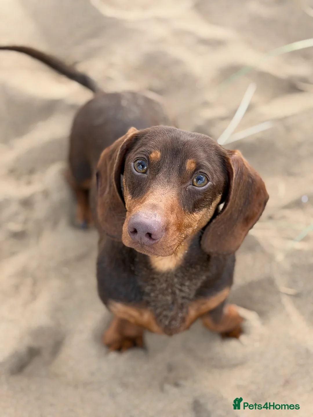 Dachshund dogs for sale: KC STUNNING BOY  - Advert 3
