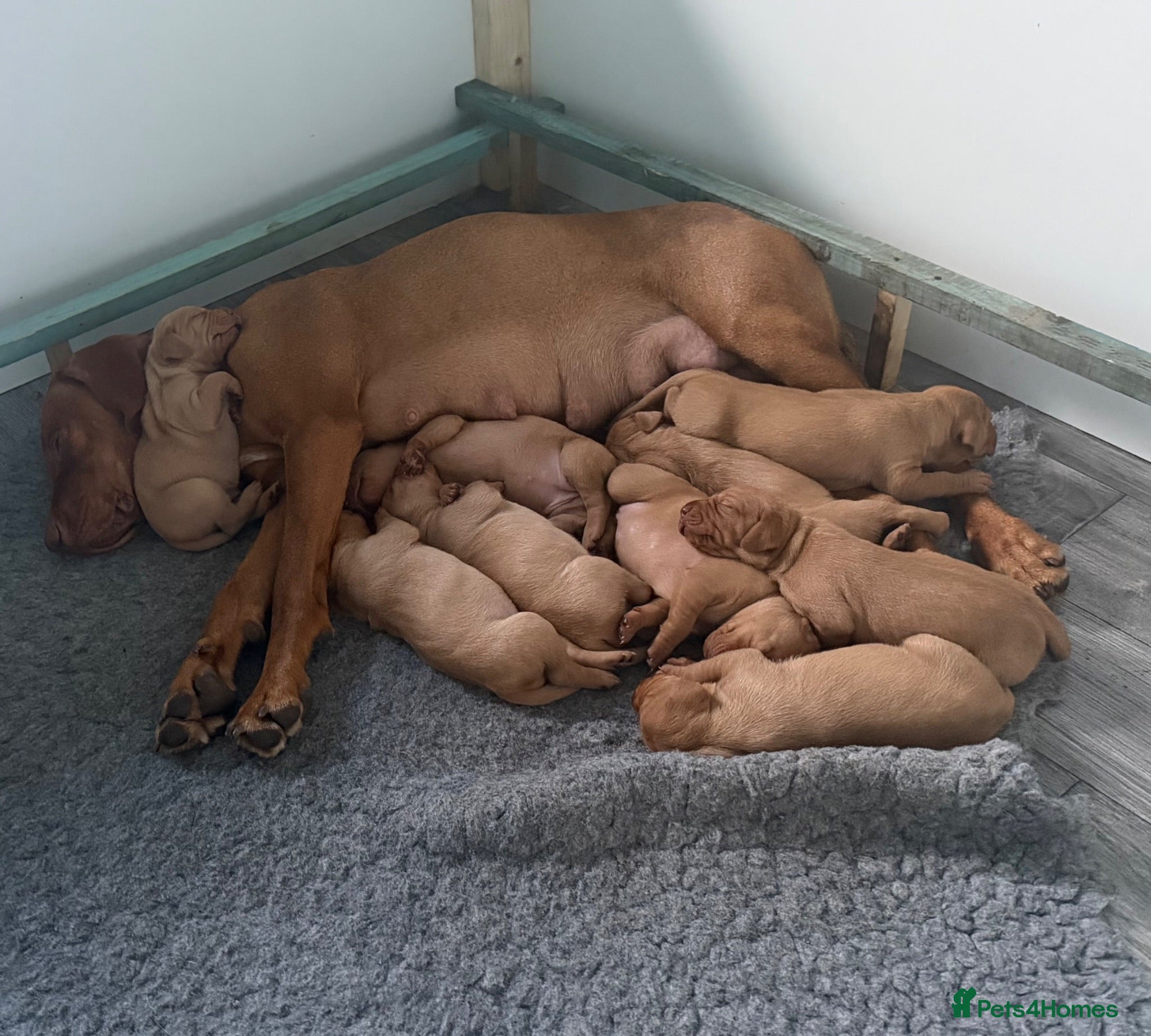 Hungarian Vizsla dogs Beautiful Hungarian Vizsla puppiesg vs - Advert 1
