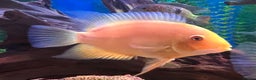 Other/Mixed Breed fish for sale: Tropical fish  - Advert 3