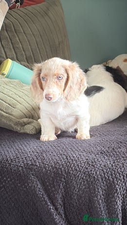 Miniature Dachshund dogs - Advert 3