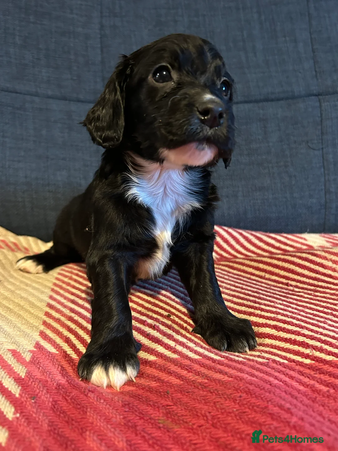 Mixed Breed dogs for sale: Cockapoo / Sprocker Puppies - Advert 10