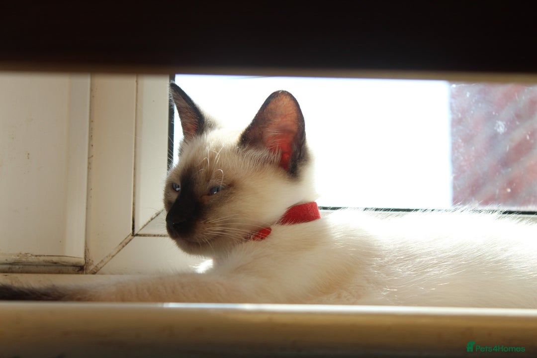 Ragamese cats for sale: Ragamese ragdoll siamese vaccinated, microchipped - Image 19