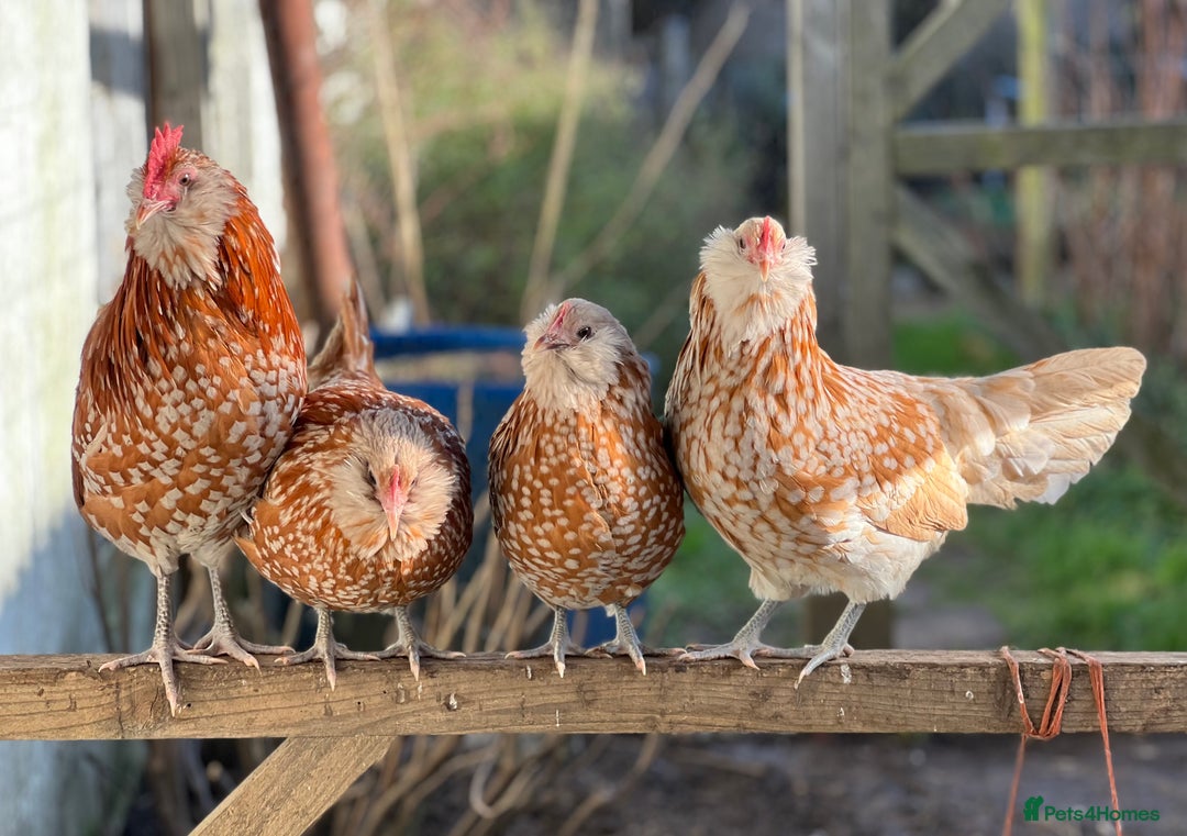 Chickens poultry for sale: Rare Breed Thuringian Chamois & Black Chickens  - Image 22