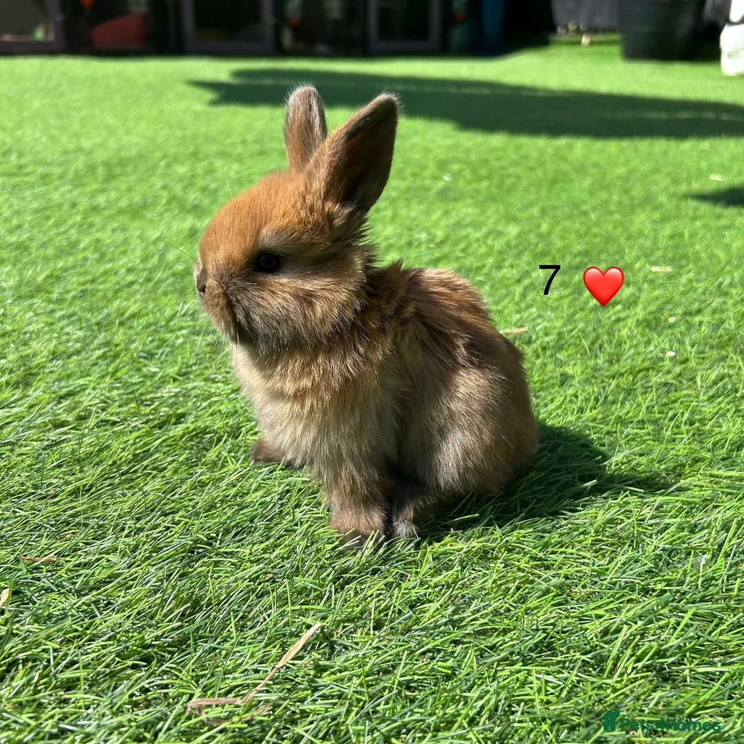 Mini Lop rabbits for sale: 7 pure mini lops in Maidstone - Advert 7