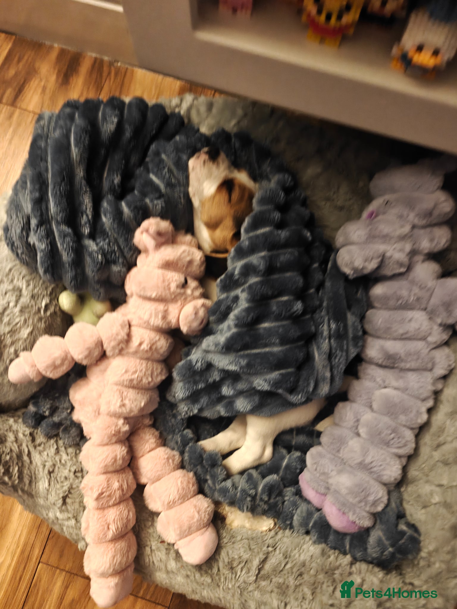 Beagle dogs for sale: Beagle female  in Prenton - Advert 8