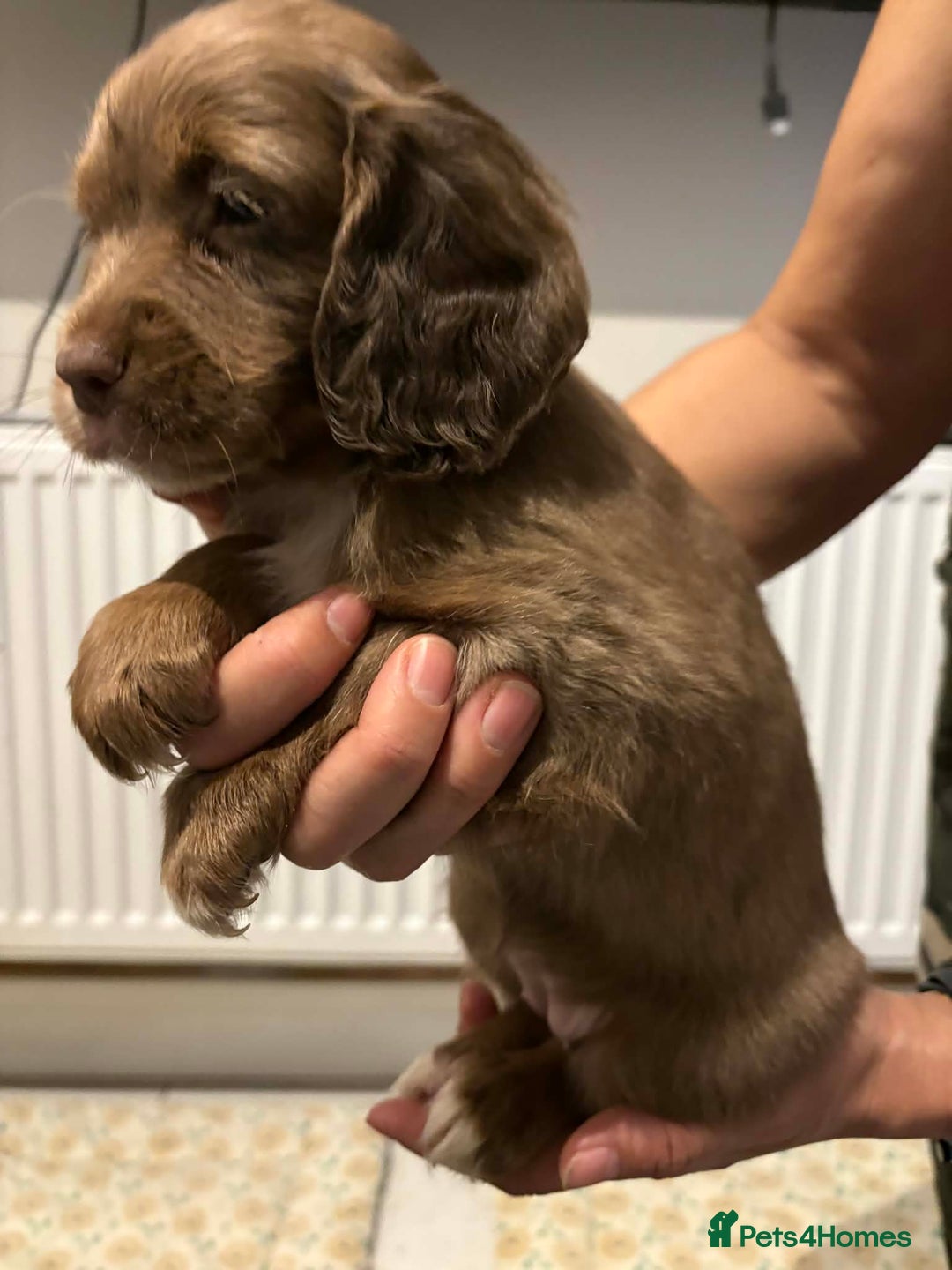 Cocker Spaniel dogs for sale: KC reg parents DNA health tested “show type”   - Advert 18