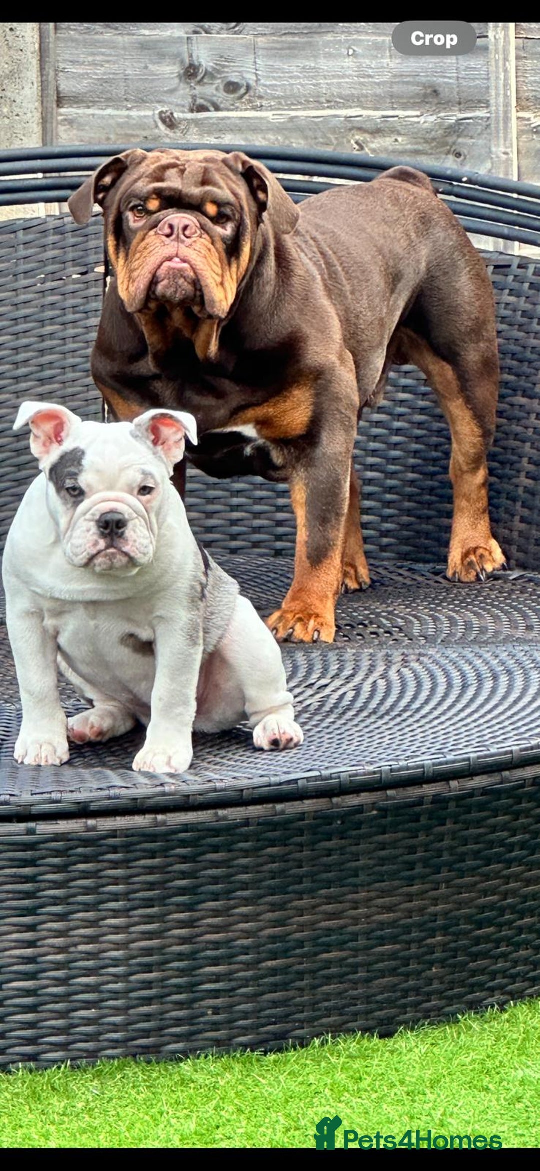 English Bulldog dogs for sale: Bulldog Puppies Champion bloodlines - Advert 1