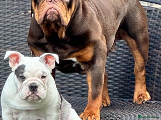 English Bulldog dogs Bulldog Puppies Champion bloodlines - Advert 1