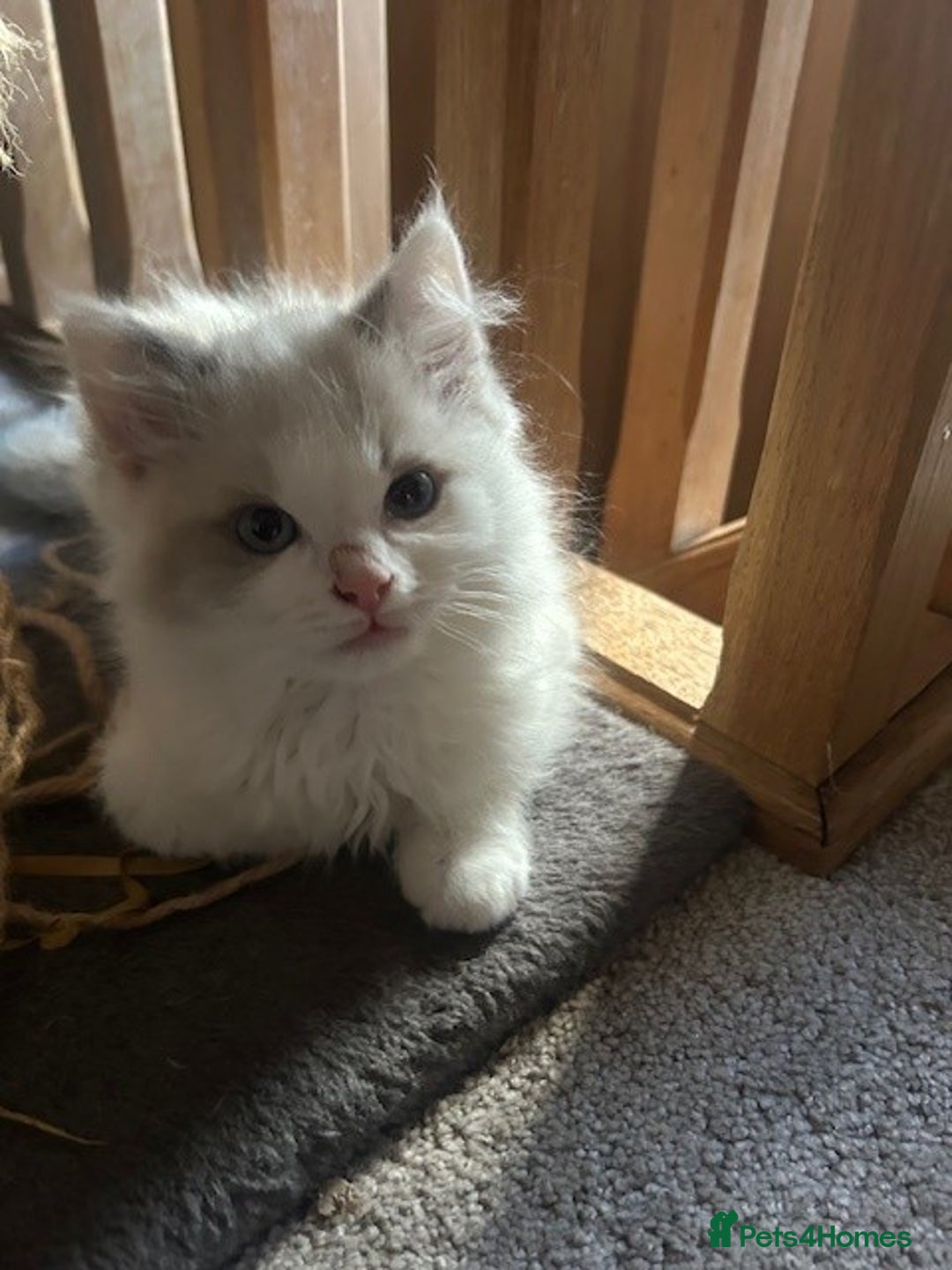Ragdoll cats for sale: 2 Ragdoll Sisters - Image 3