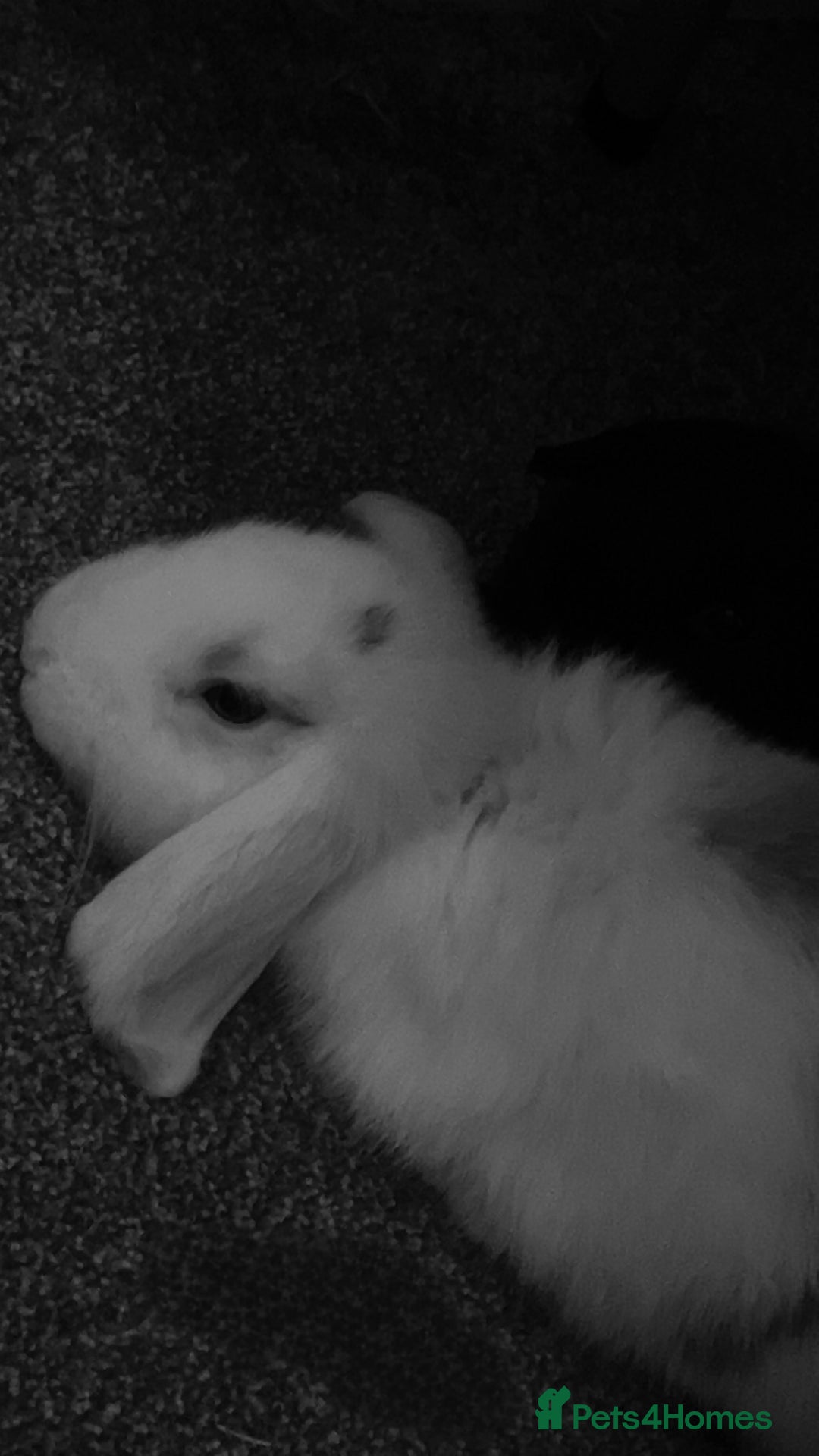 Mini Lop rabbits for sale: 2 female mini lops (need gone ASAP) - Advert 2