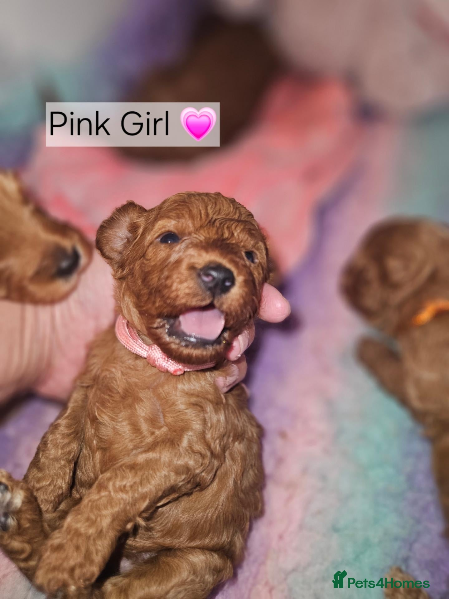 Cavapoo dogs Licensed breeder 2 girls, toy red cavapoo pups  - Advert 2